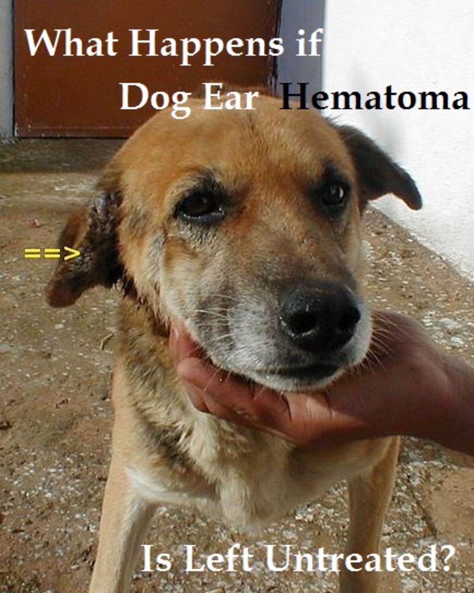 dog ear hematoma 