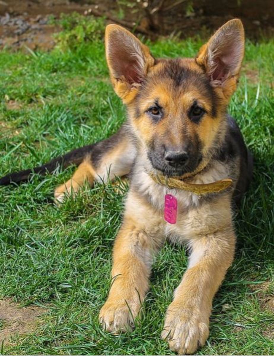 When Do German Shepherd Puppy Ears Stand Up? - Dogs Health Problems